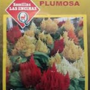 Semillas de Celosía Plumosa Enana