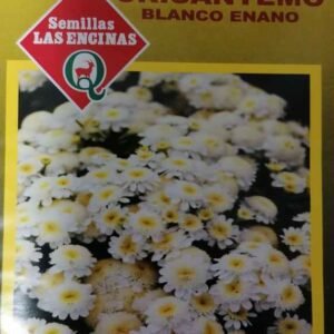 Semillas de Crisantemo