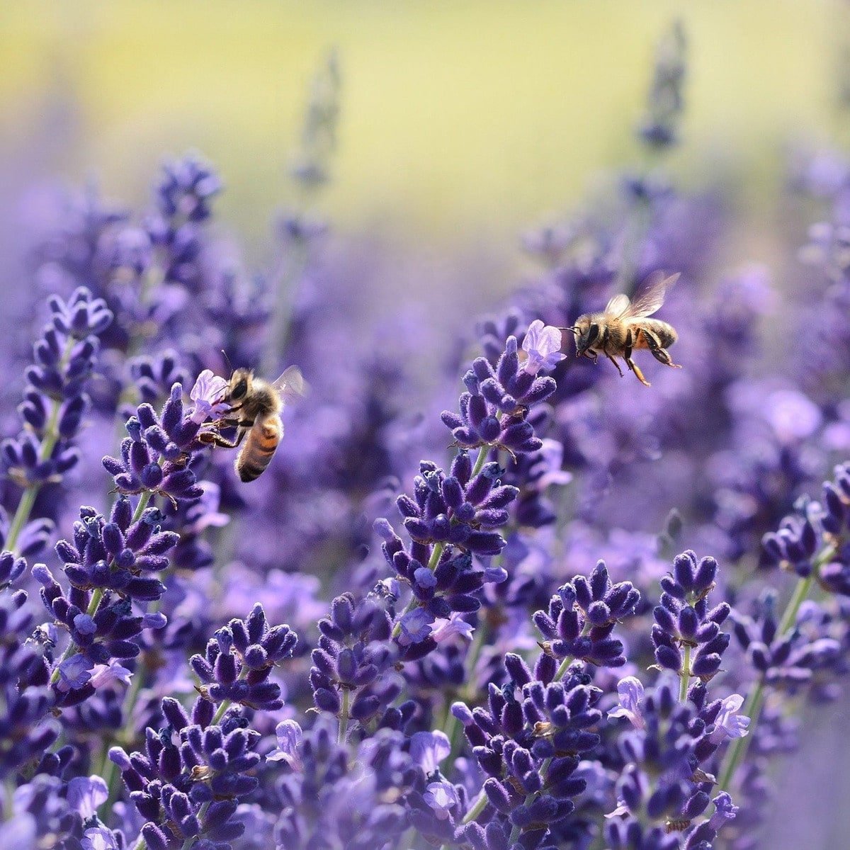 Semillas De Lavanda - Imagen 4