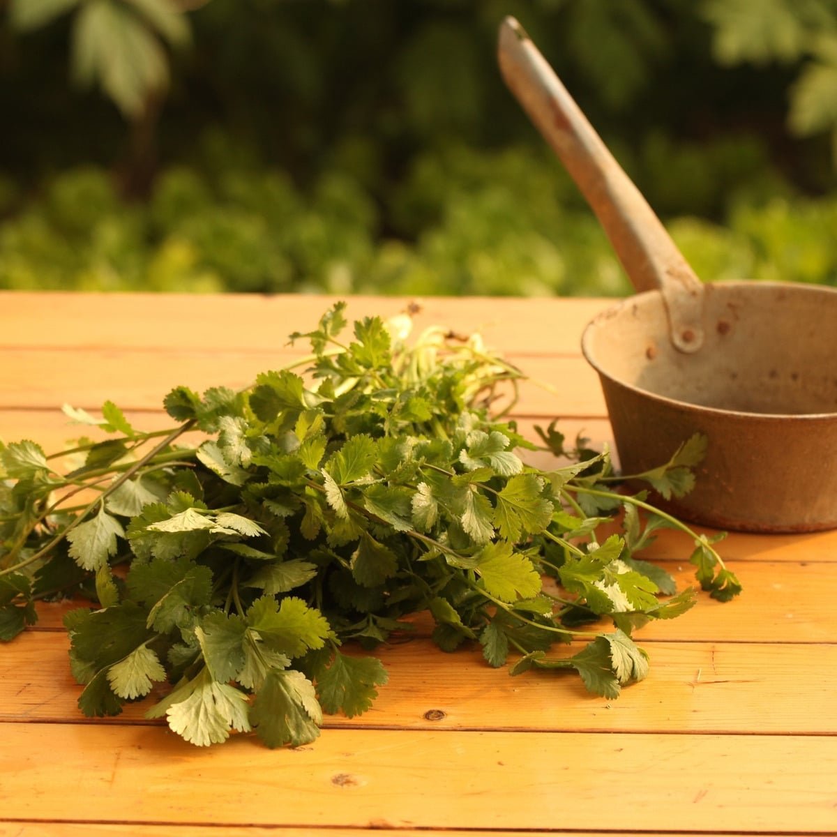 Semillas De Cilantro - Imagen 4