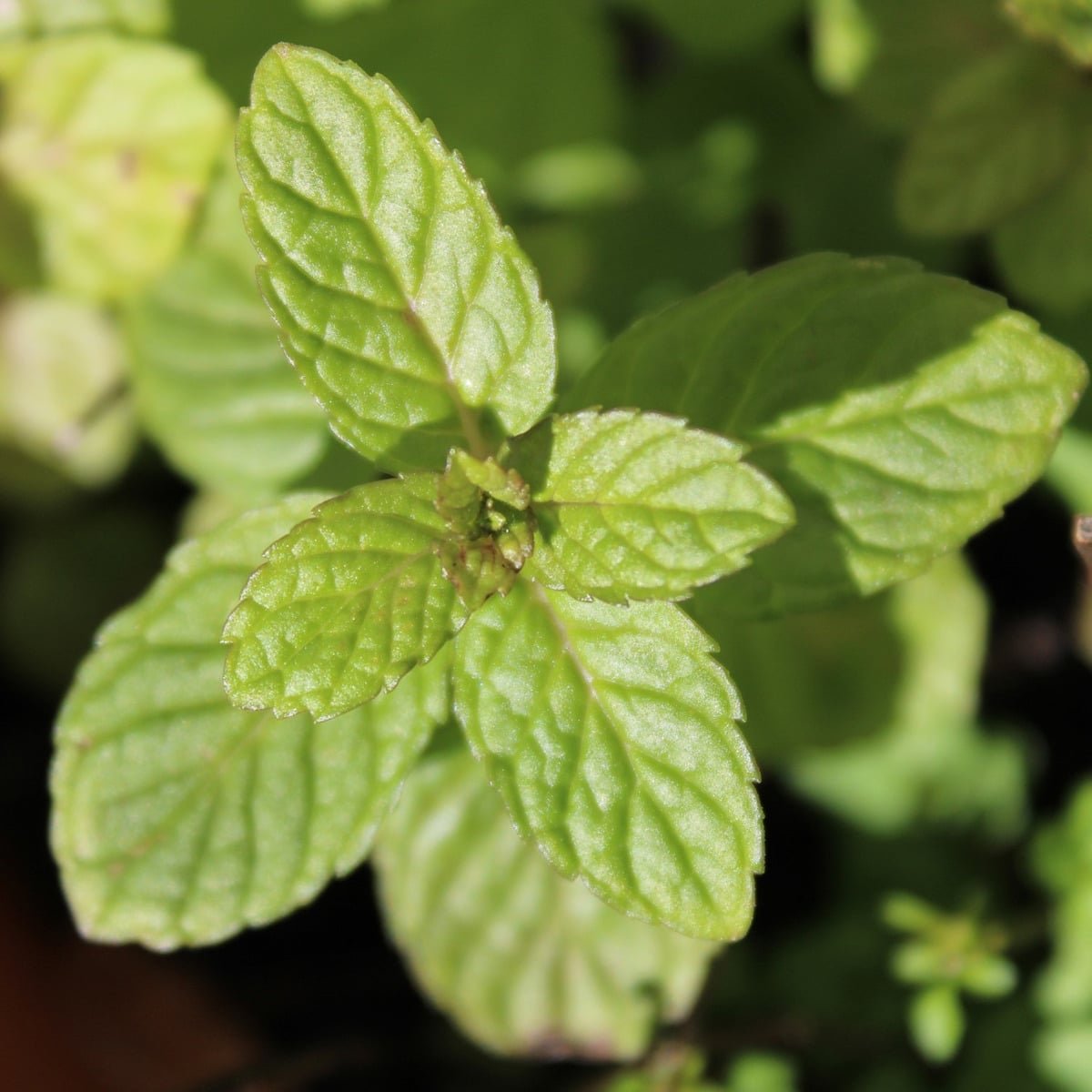 Semillas De Menta - Imagen 3