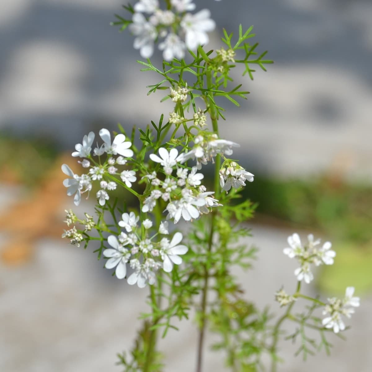 Semillas De Cilantro - Imagen 5