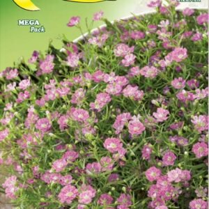Semillas De Gipsofila Rosa