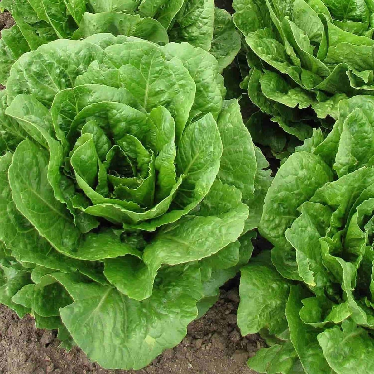 Semillas De Lechuga Santa Anna - Imagen 3