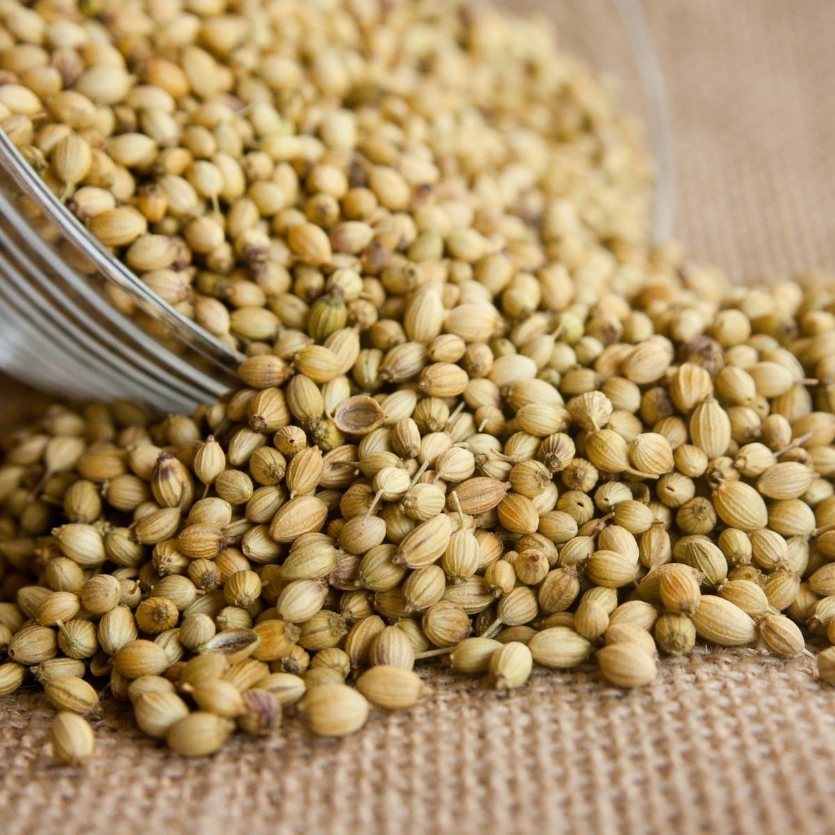 Semillas De Cilantro - Imagen 3