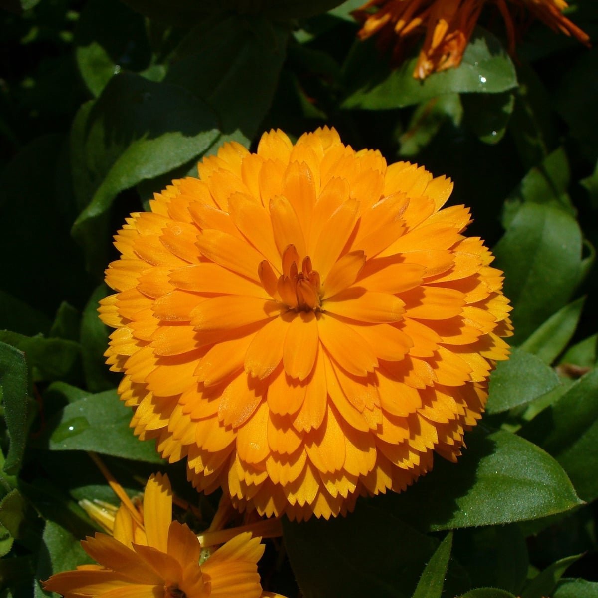 Semillas De Calendula Gigante Doble Mix - Imagen 4