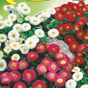 Semillas De Margarita Pompones Mix