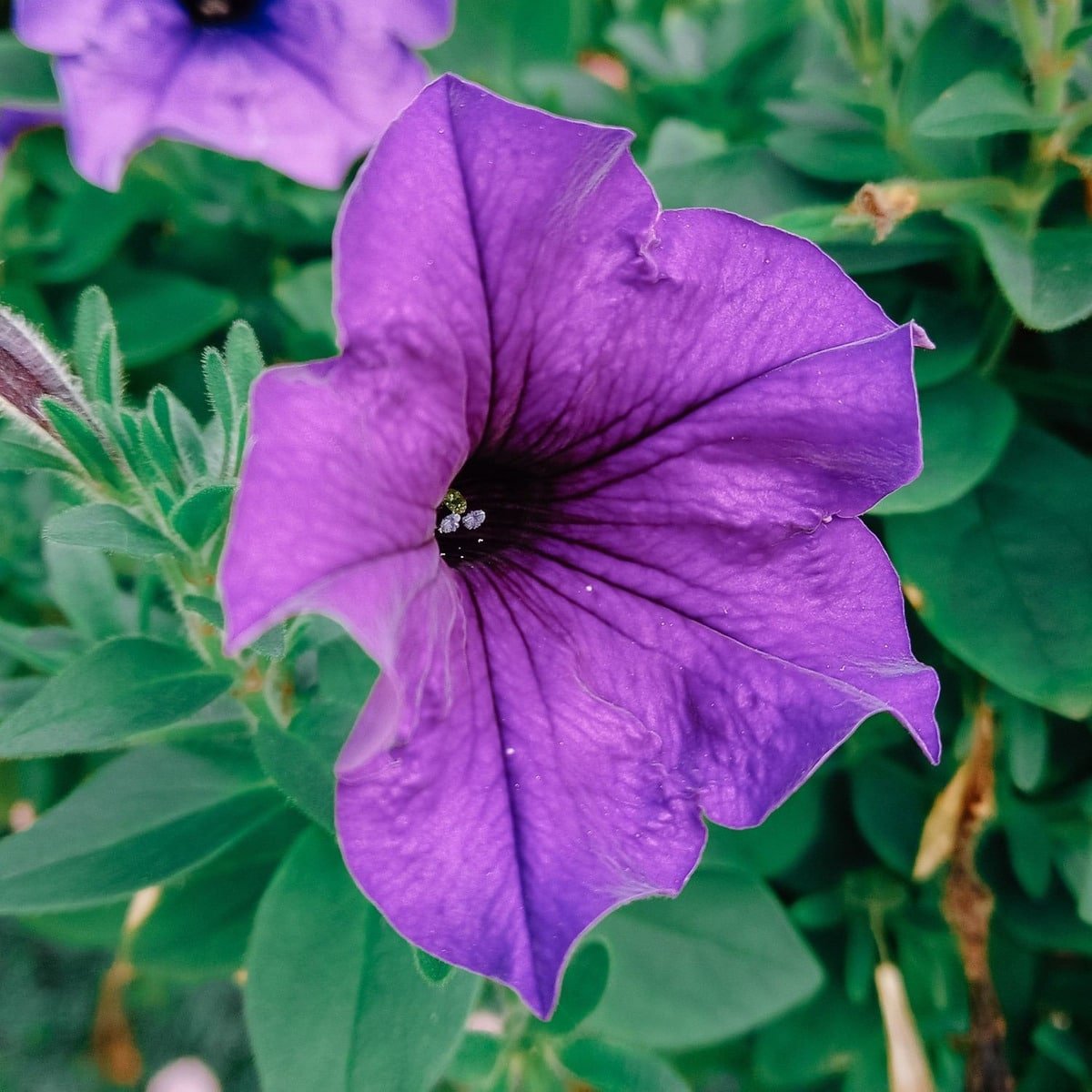 Semillas De Petunia Grandiflora Mix - Imagen 3