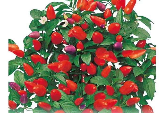Semillas De Ají Ornamental - Imagen 5
