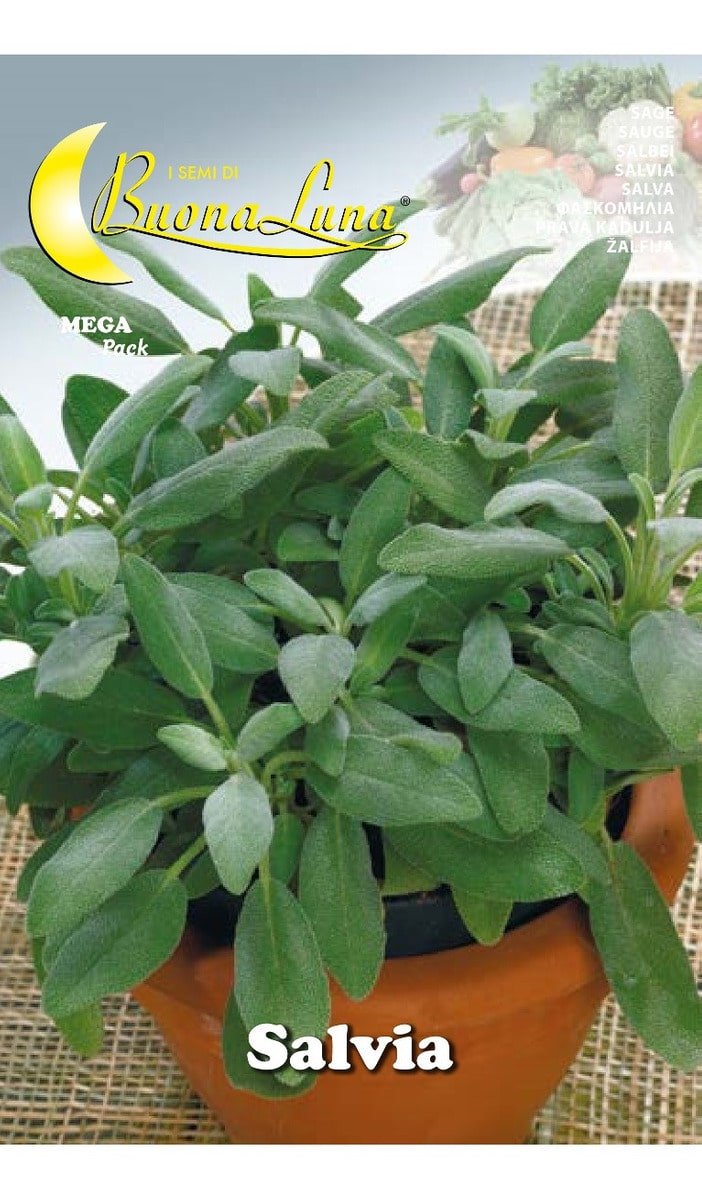 Semillas De Salvia