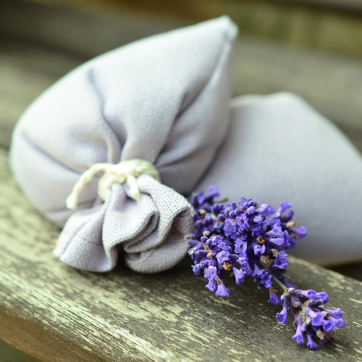 Semillas De Lavanda - Imagen 6