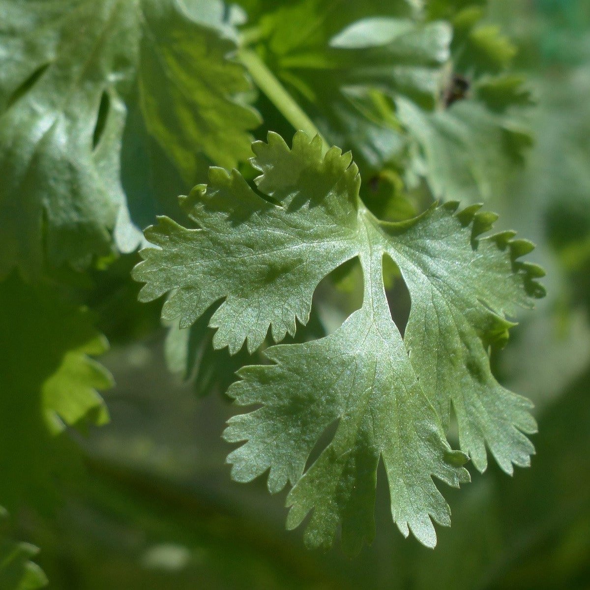 Semillas De Cilantro - Imagen 6