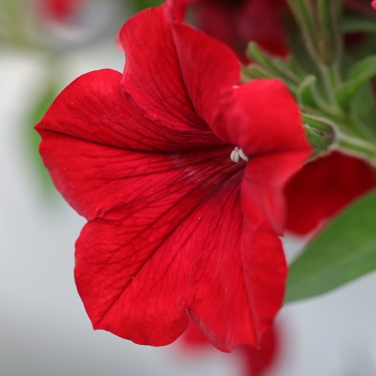 Semillas De Petunia Grandiflora Mix - Imagen 4