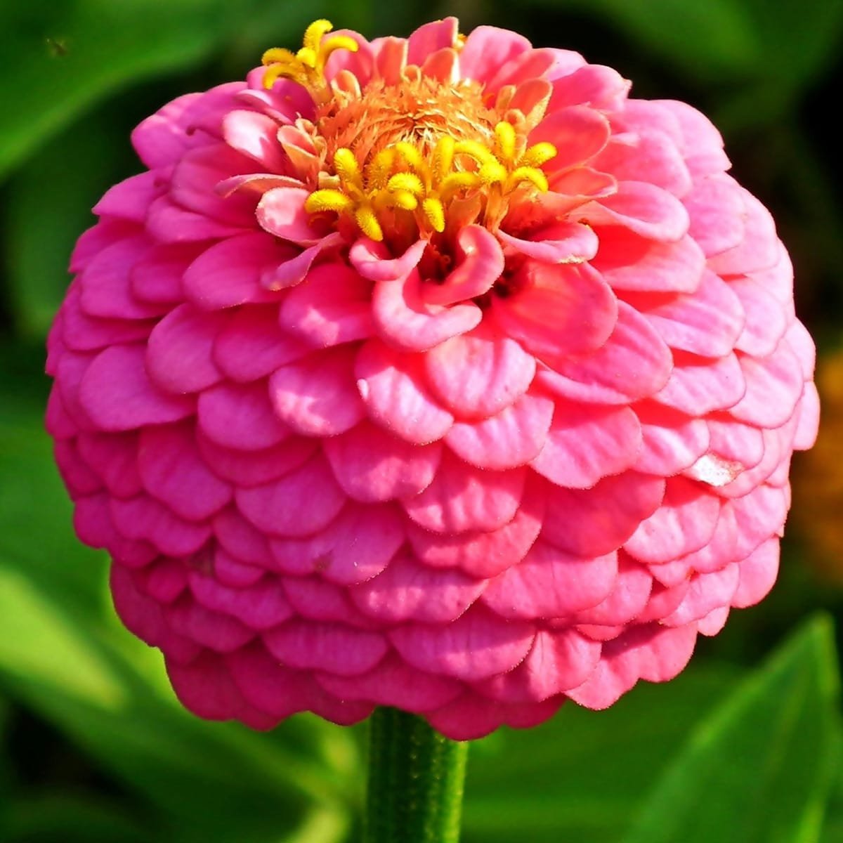 Semillas De Zinnia Lilliput Pompon Doble Mix - Imagen 3