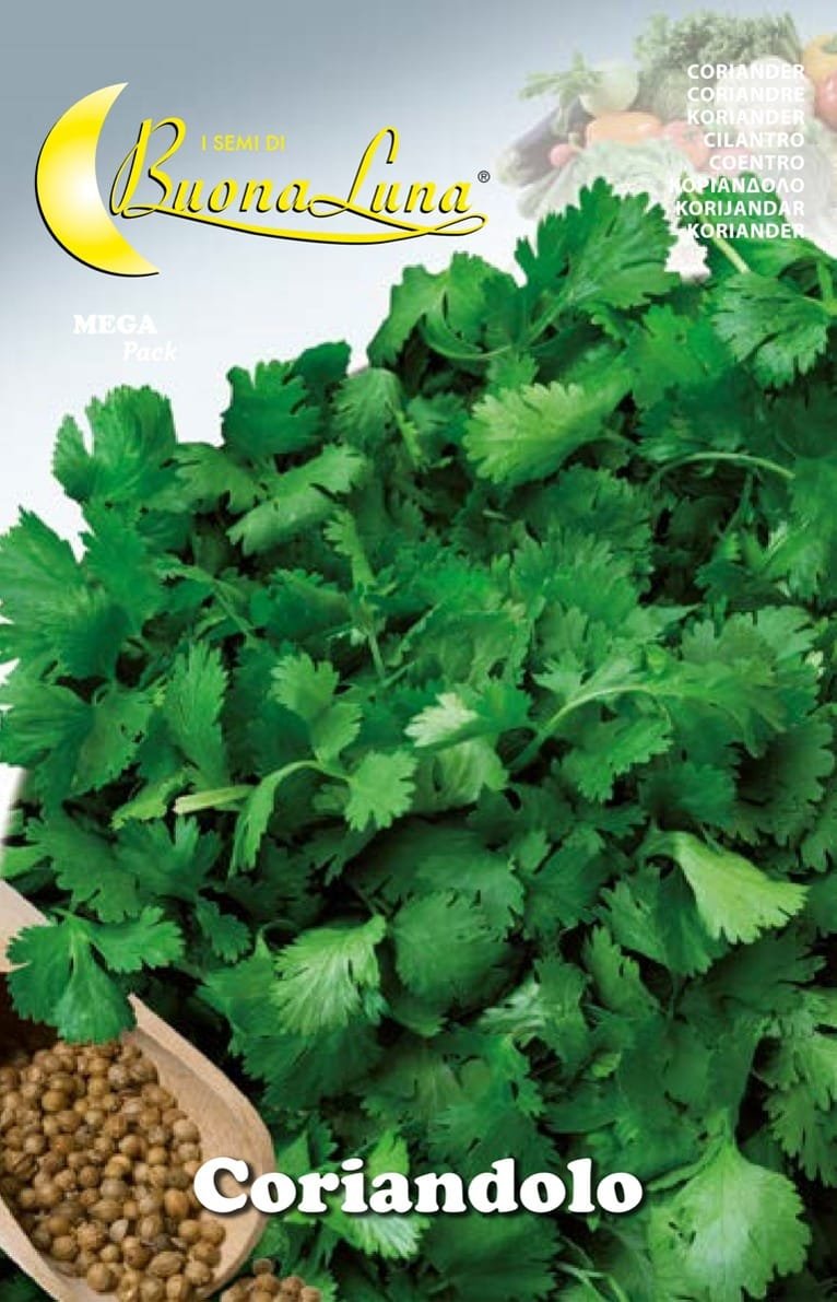 Semillas De Cilantro