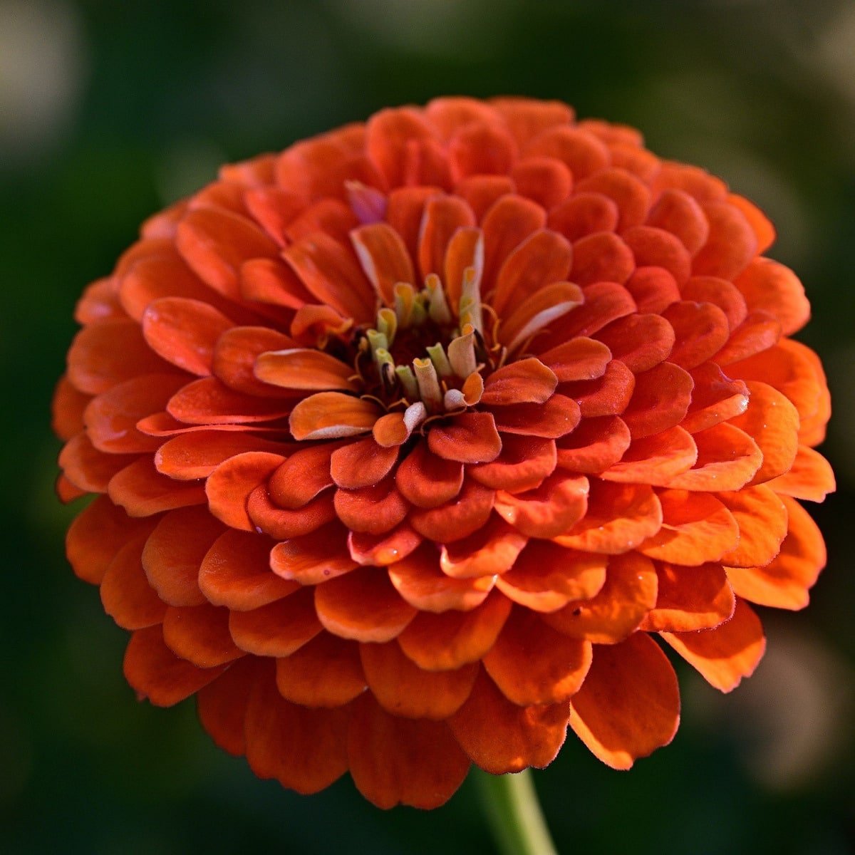 Semillas De Zinnia Lilliput Pompon Doble Mix - Imagen 4