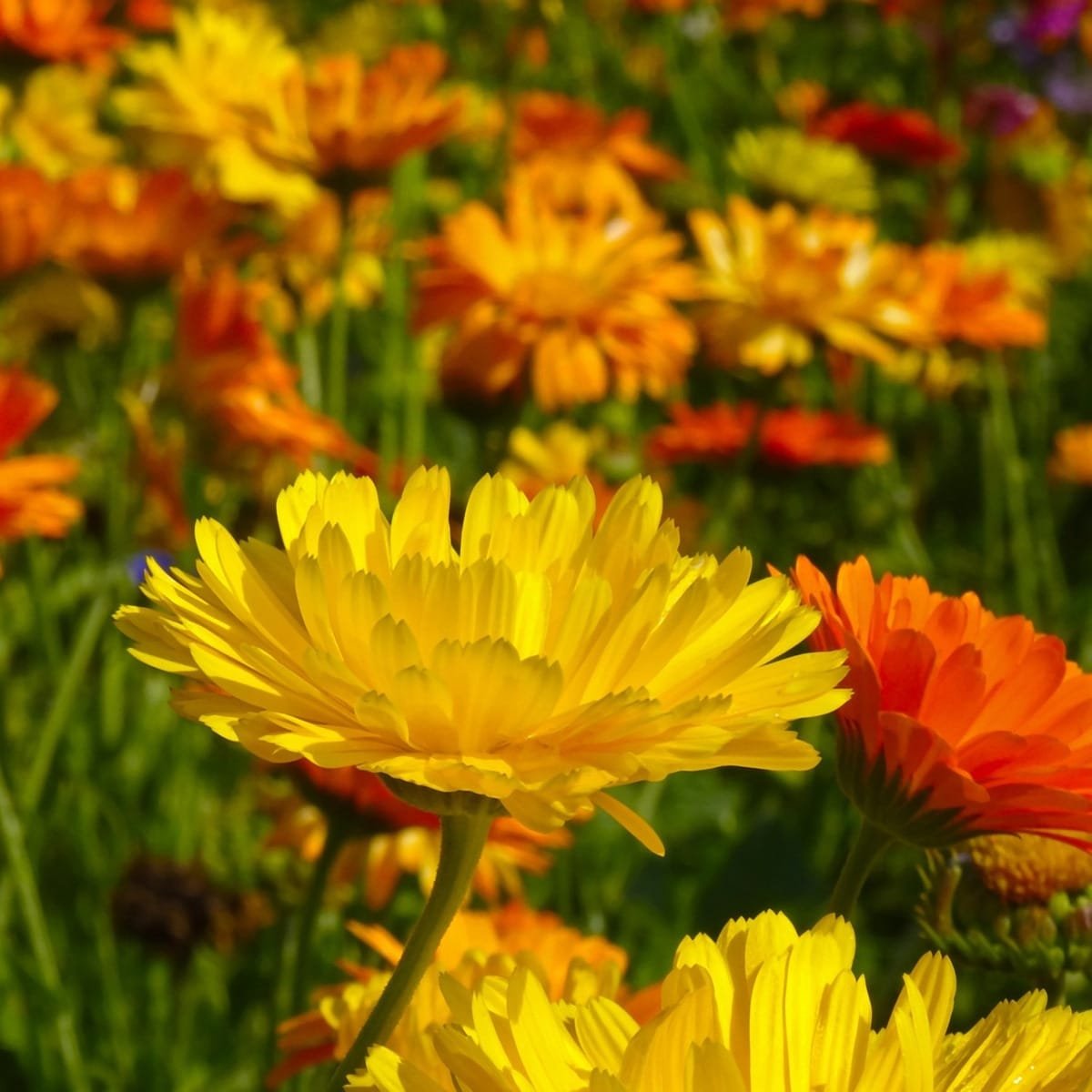 Semillas De Calendula Gigante Doble Mix - Imagen 3
