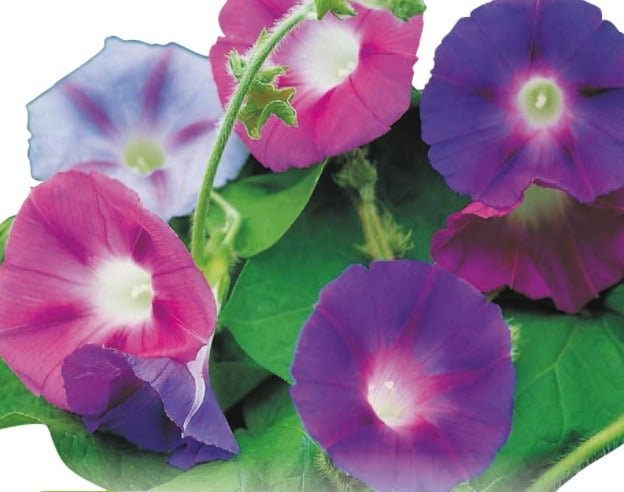 Semillas De Campanula Trepadora Ipomea Mix - Imagen 5