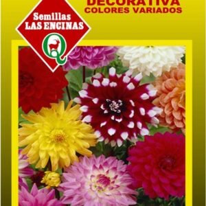Semillas de Dalia Decorativa