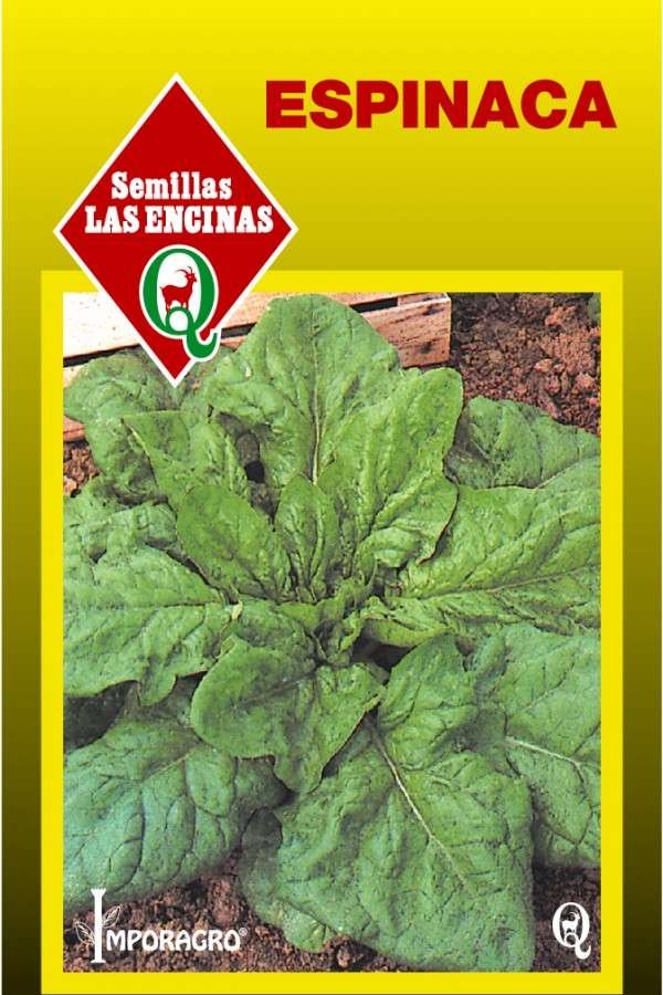 Semillas de Espinaca - Imagen 2