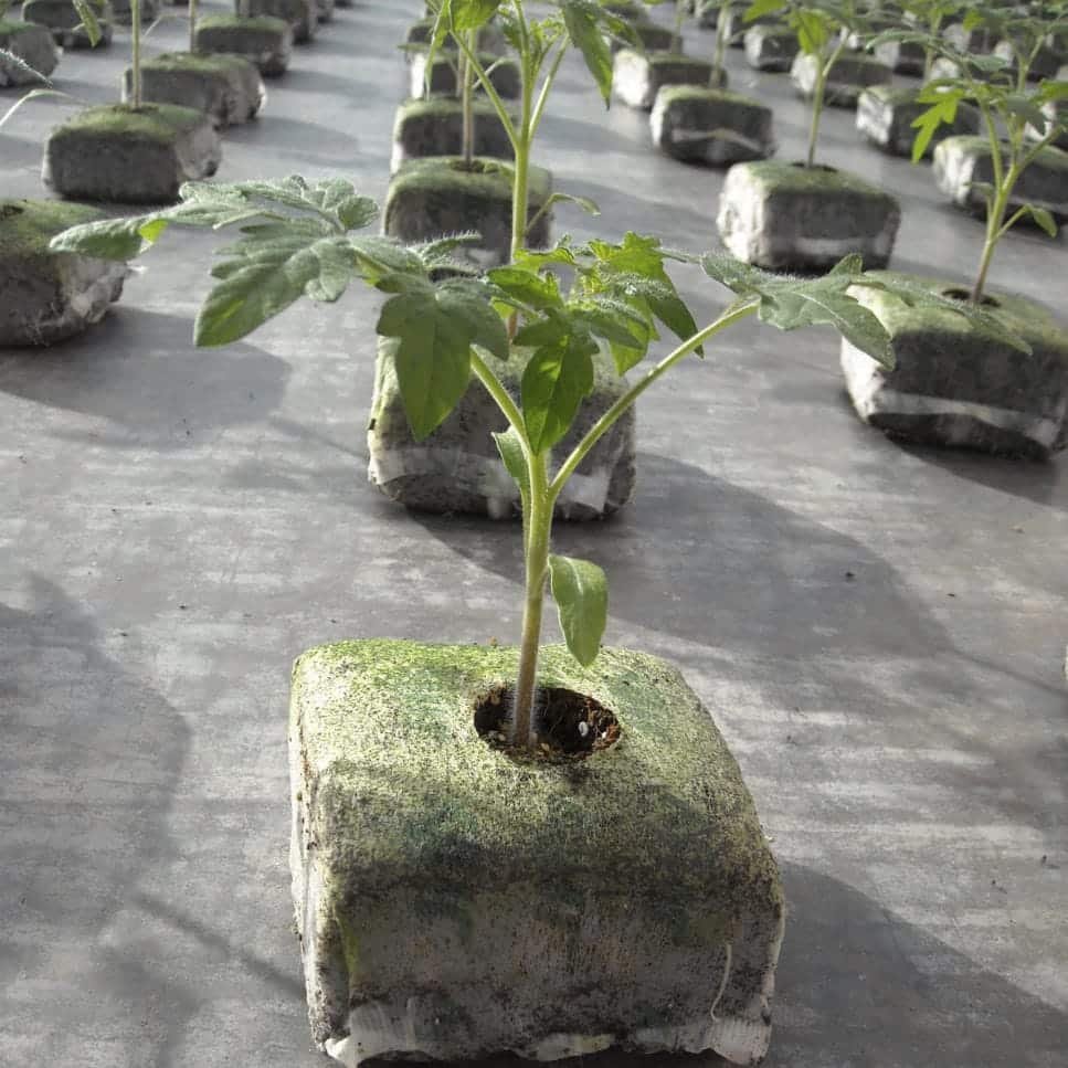 Germinador Grow Block Fibra De Coco 8x8 Jiffy - Imagen 7