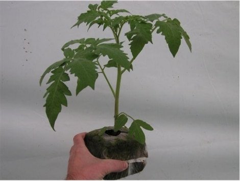 Germinador Grow Block Fibra De Coco 8x8 Jiffy - Imagen 3