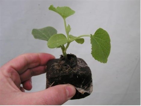 Germinador Grow Block Fibra De Coco 8x8 Jiffy - Imagen 4