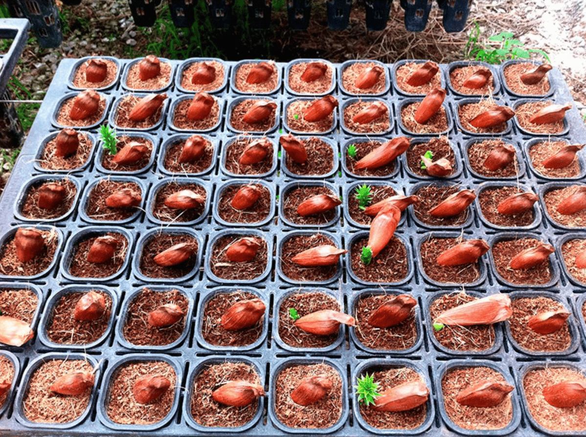 Kit de Bandeja Plana de 63 Celdas + 63 Tubetes de 180 CC - Imagen 8