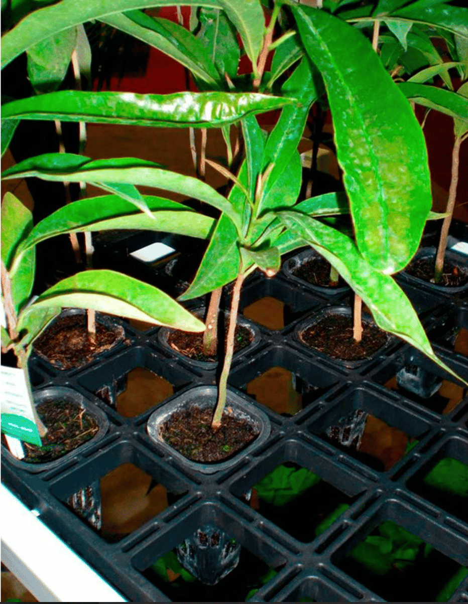 Kit de Bandeja Plana de 63 Celdas + 63 Tubetes de 180 CC - Imagen 5