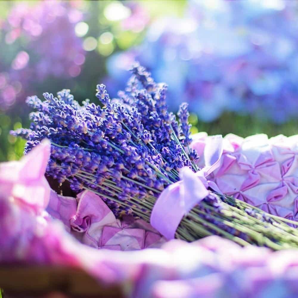 Semillas de Lavanda - Imagen 2