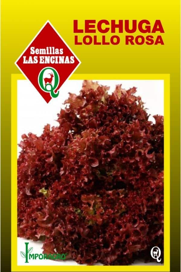 Semillas de Lechuga Lollo Rossa - Imagen 2