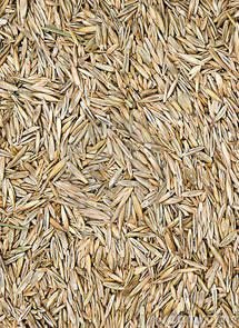 Semilla de Pasto Manquehue 1 Kilo - Imagen 3