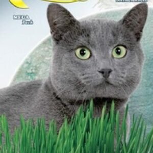 Semillas De Hierba De Gato