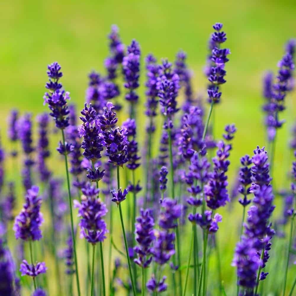 Semillas de Lavanda - Imagen 3