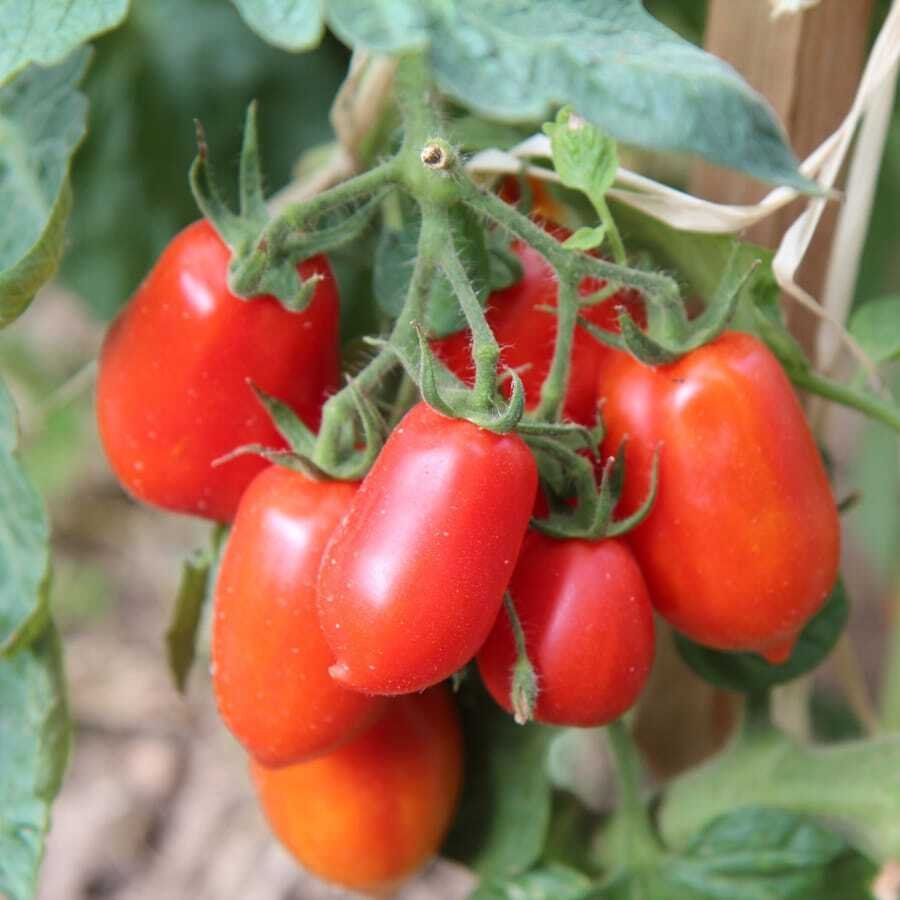 Semillas de Tomate Pera - Imagen 2