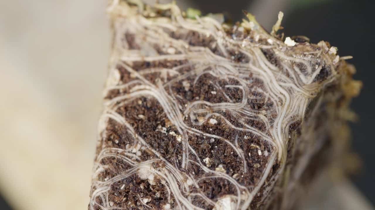 Sustrato Preparado para Germinación de Almácigos 10 Lts - Imagen 3