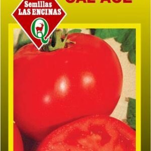 Tomate Cal - Rock V.F.