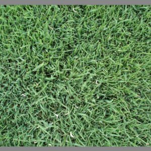 Semilla Festuca Rubra Creeping Dipper 15 Kilos