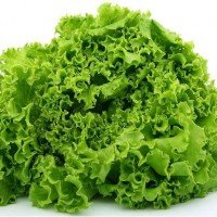Lechuga Waldman's EM Green 500gr
