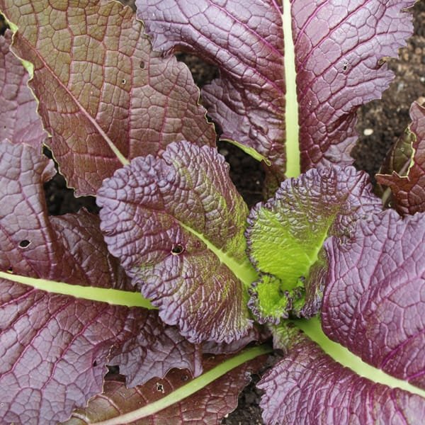 Mostaza Roja (Hoja Baby) 500 Grs