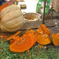 Semillas de Zapallo Camote De Guarda 1 Kilo