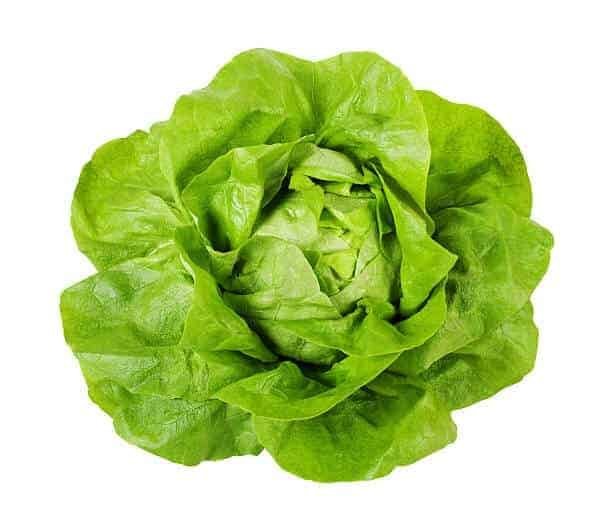 Semillas de Lechuga Española Arrepollada Blanca de Boston 500 Grs