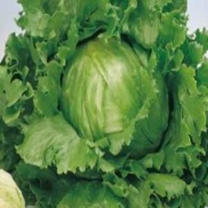Lechuga Great Lakes 100 Grs