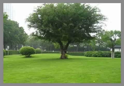 Semilla Bermuda Grass Unhulled 22.7 Kilos