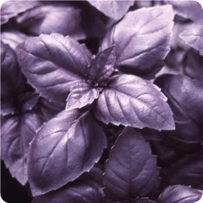 Semillas de Albahaca Morada 100 Grs