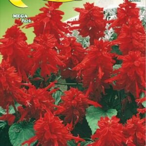 Semillas De Salvia Escarlata Mix