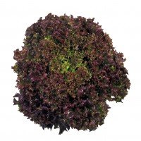 Lechuga Lollo Rossa 500 Grs