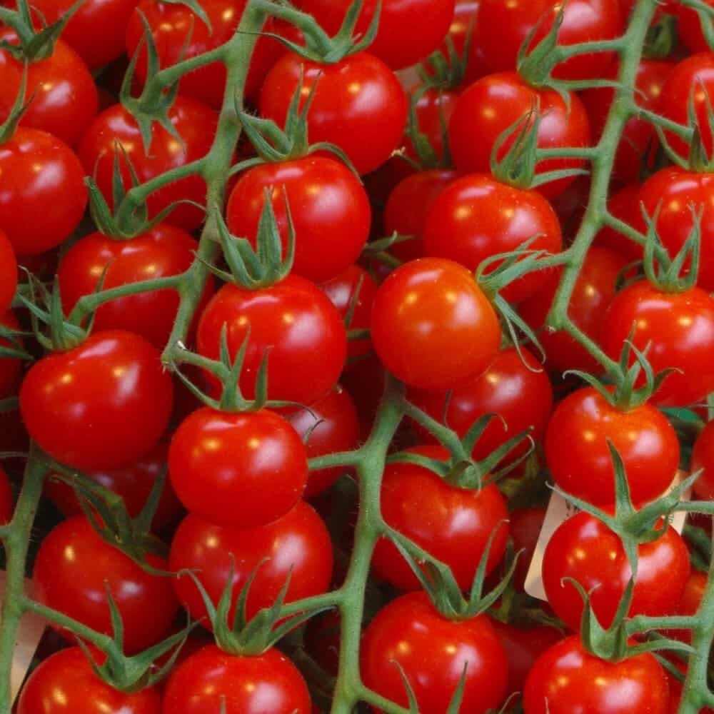Semillas de Tomate Cherry - Imagen 2
