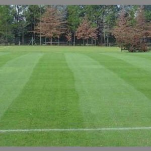 Semillas de Mezla Resiembra (100% Rye Grass) 10 Kilos