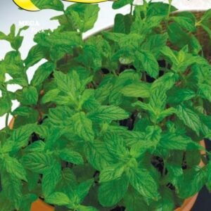 Semillas De Menta